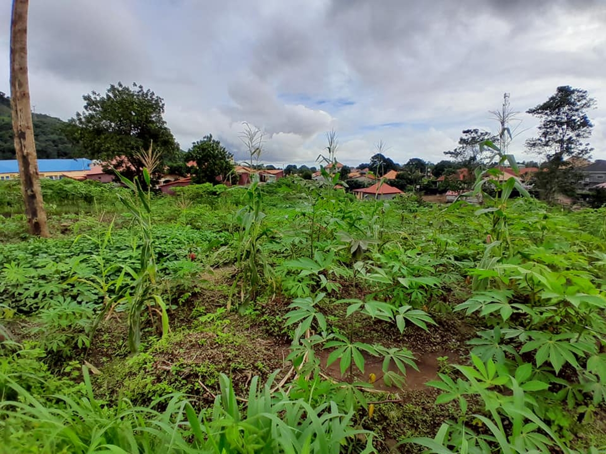  Parcelles à Vendre à Dubreka - image 6