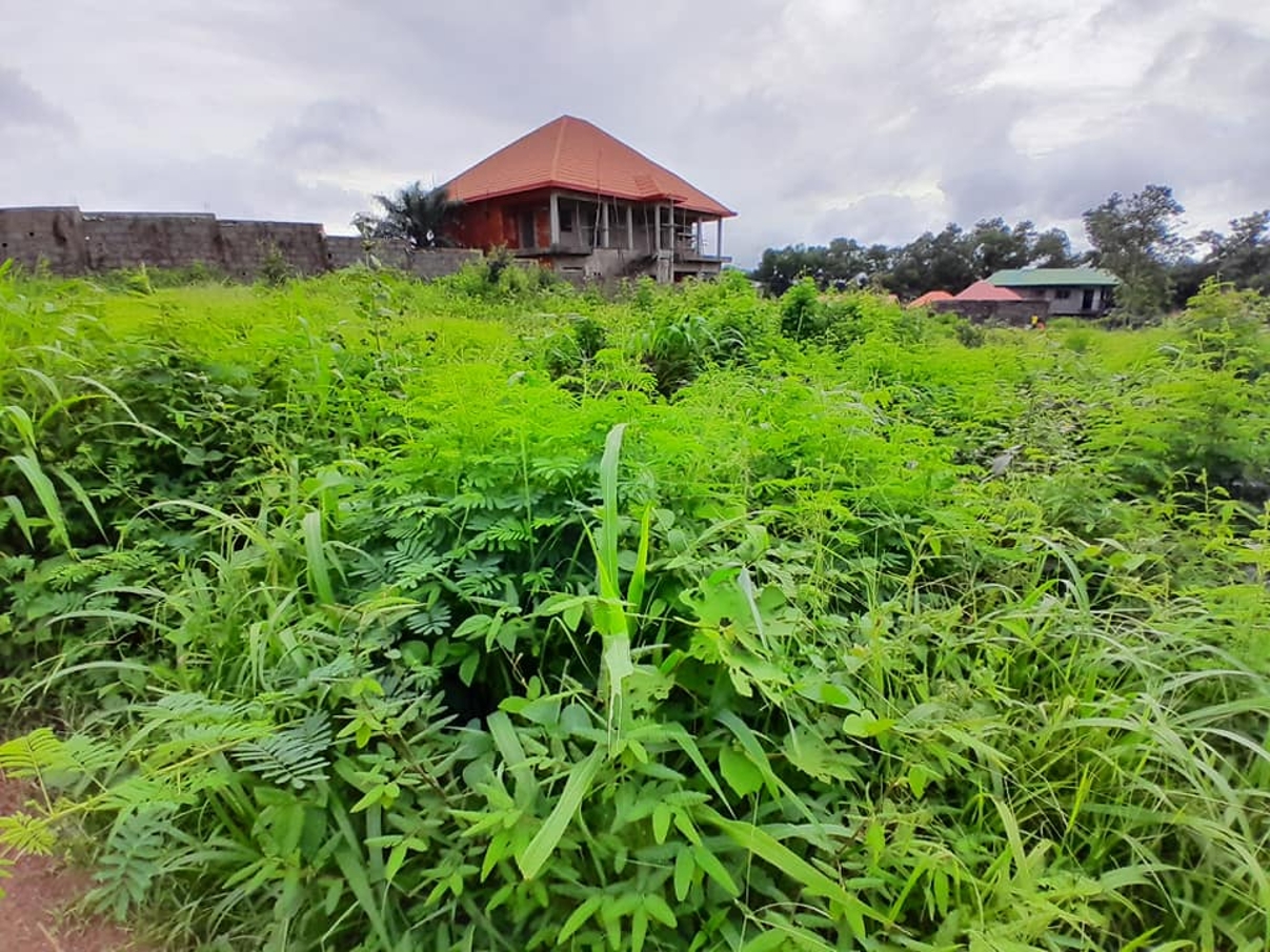  Parcelles à Vendre à Dubreka - image 5
