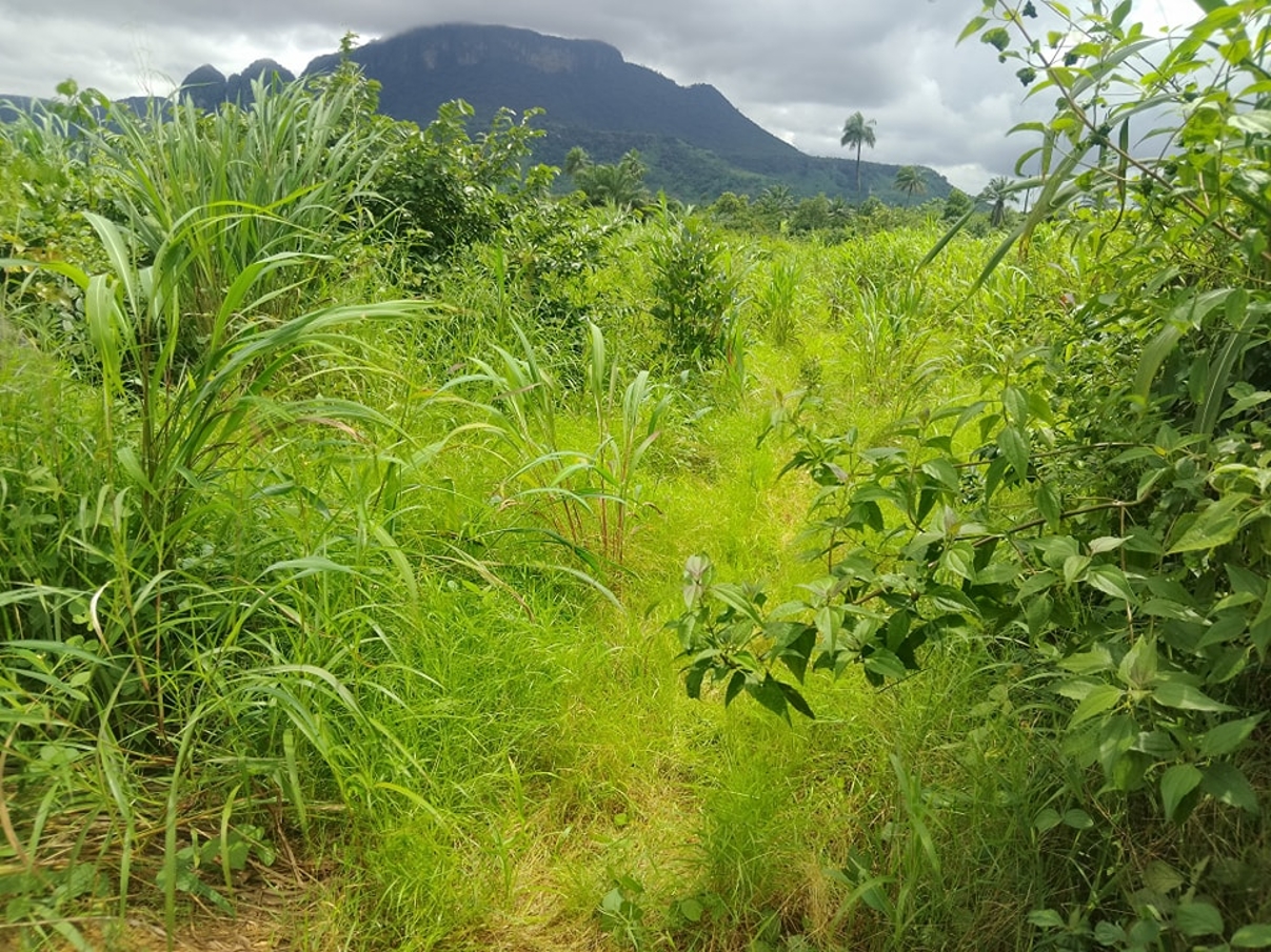 Opportunité Parcelles Gbantama - image 1