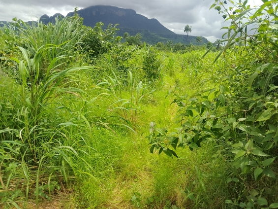 Opportunité Parcelles Gbantama - Image 1