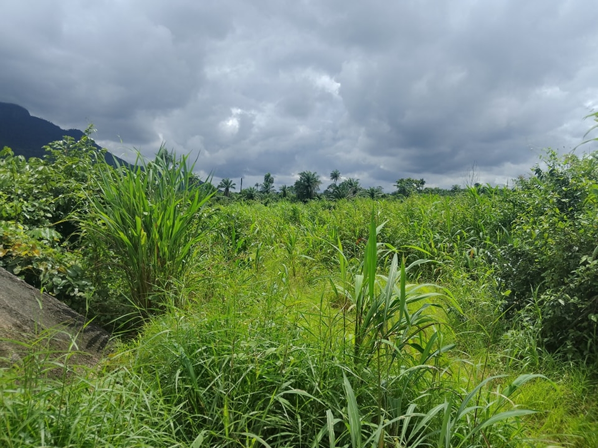 Opportunité Parcelles Gbantama - image 3