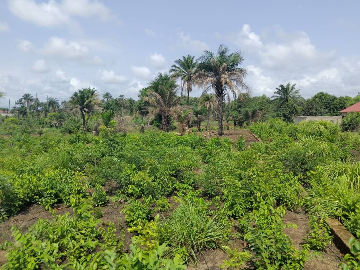 Domaine clôturé à Moribayah - image 2