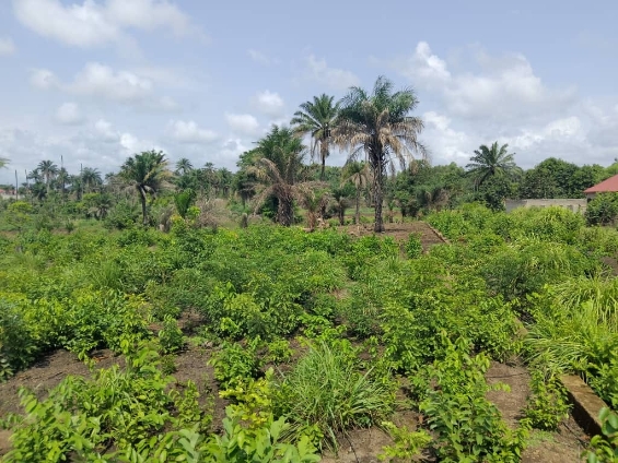 Domaine clôturé à Moribayah - Image 2