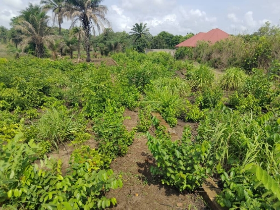 Domaine clôturé à Moribayah - Image 3
