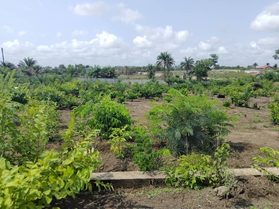 Domaine clôturé à Moribayah - Image 4